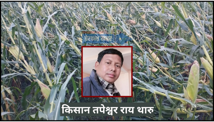 कोल्हबीमा असिना पानीले मकैबालीमा क्षति, किसान चिन्तित