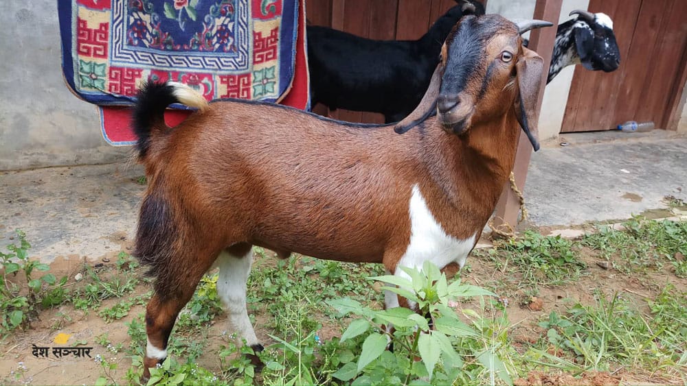 कलैयामा खसीको मासुको नयाँ मूल्य निर्धारण